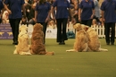 Discover Dogs111106_VGL5945.jpg