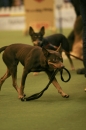 Discover Dogs111106_VGL6092.jpg
