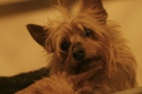 Discover Dogs111106_VGL6172.jpg
