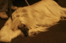 Discover Dogs111106_VGL6054.jpg