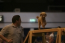 Discover Dogs111106_VGL6119.jpg