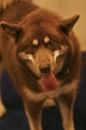 Discover Dogs111106_VGL5720.jpg