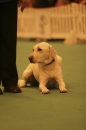 Discover Dogs111106_VGL5630.jpg