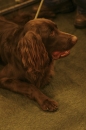 Discover Dogs111106_VGL6024.jpg